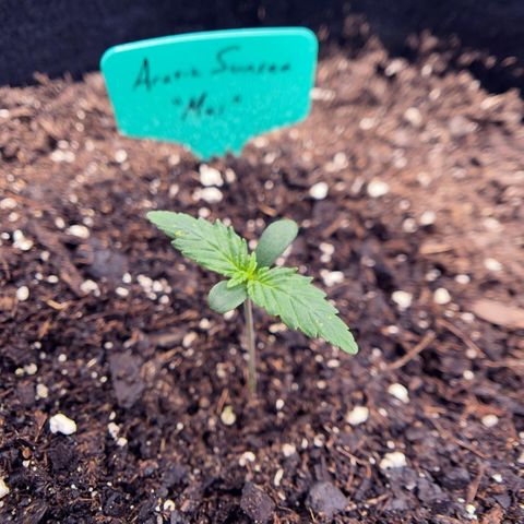 Mei growlog timeline photo
