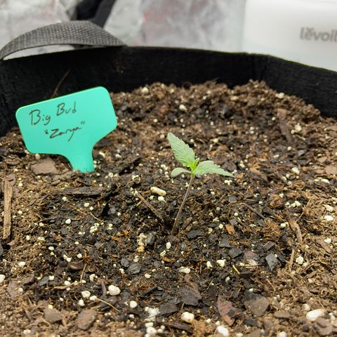 Zarya growlog timeline photo