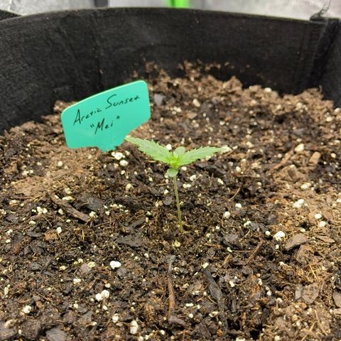 Mei growlog timeline photo