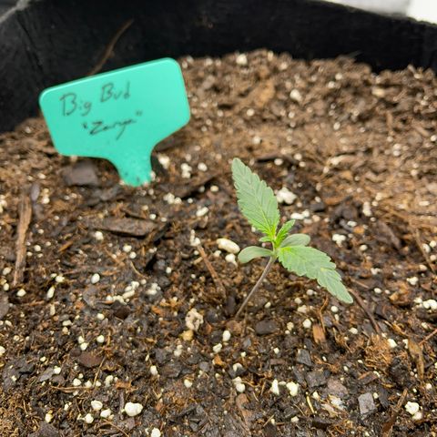 Zarya growlog timeline photo