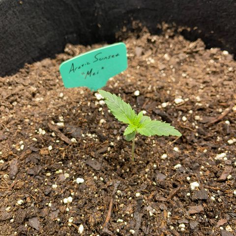 Mei growlog timeline photo