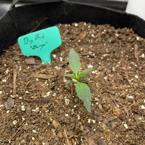 Zarya growlog timeline photo