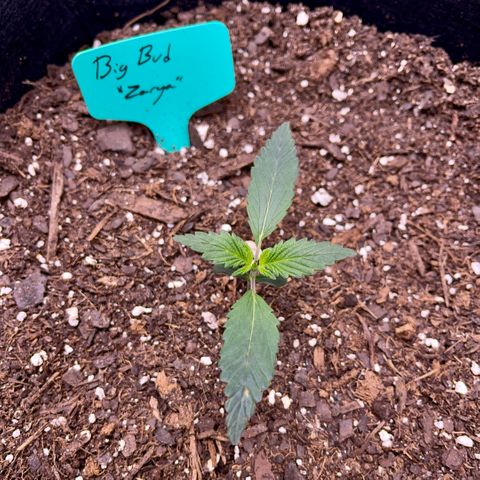 Zarya growlog timeline photo