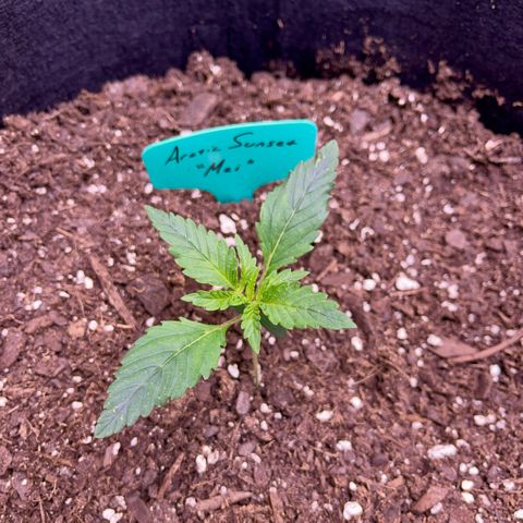 Mei growlog timeline photo
