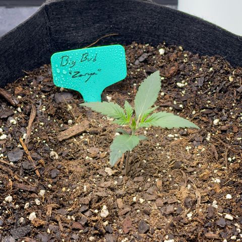 Zarya growlog timeline photo