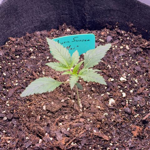 Mei growlog timeline photo