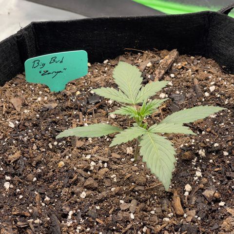 Zarya growlog timeline photo