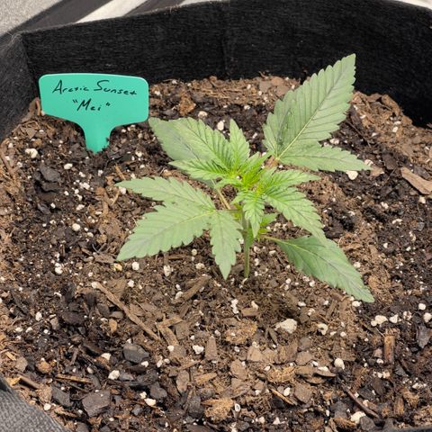 Mei growlog timeline photo