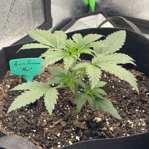 Mei growlog timeline photo