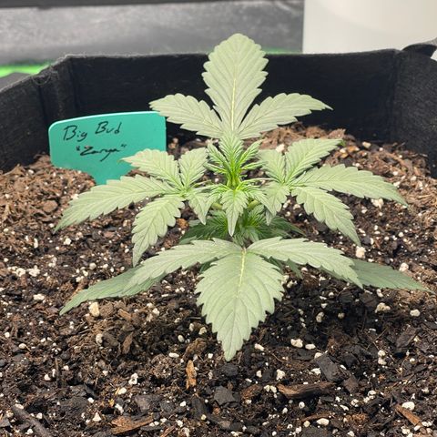Zarya growlog timeline photo
