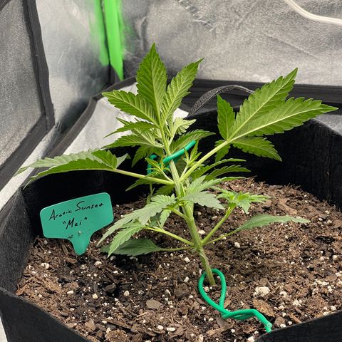 Mei growlog photo: LST started. Main stalk bent towards edge.