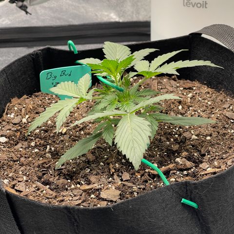Zarya growlog photo: LST started. Main stalk bent towards edge. 