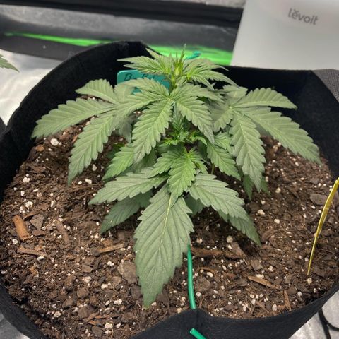 Zarya growlog timeline photo