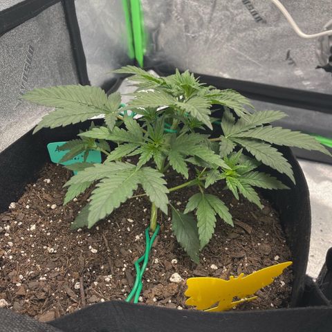Mei growlog timeline photo