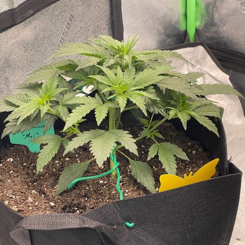 Mei growlog timeline photo