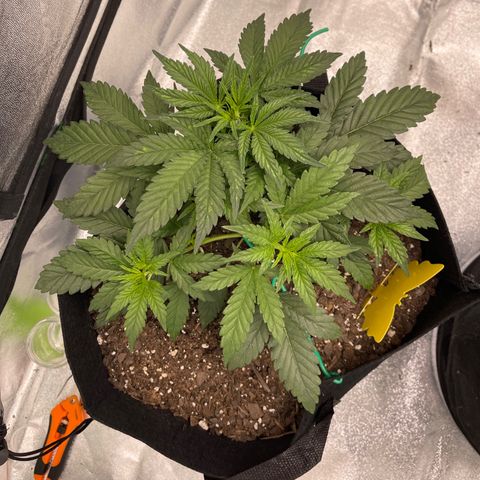 Mei growlog timeline photo