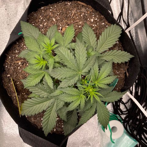 Zarya growlog timeline photo