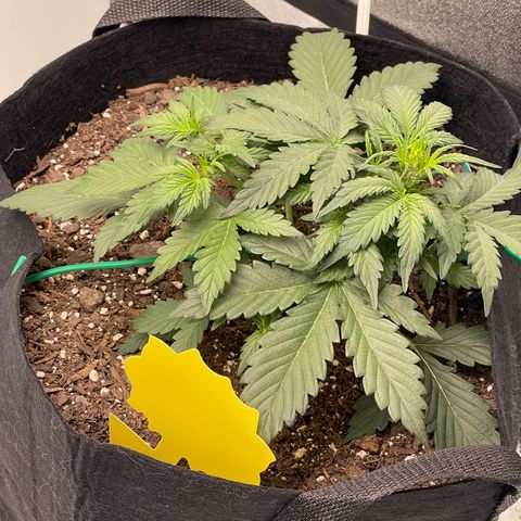 Zarya growlog timeline photo
