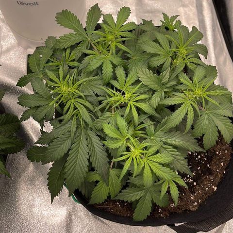 Zarya growlog timeline photo