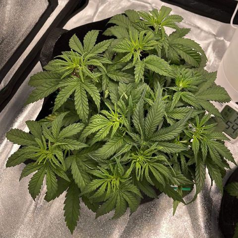 Mei growlog timeline photo