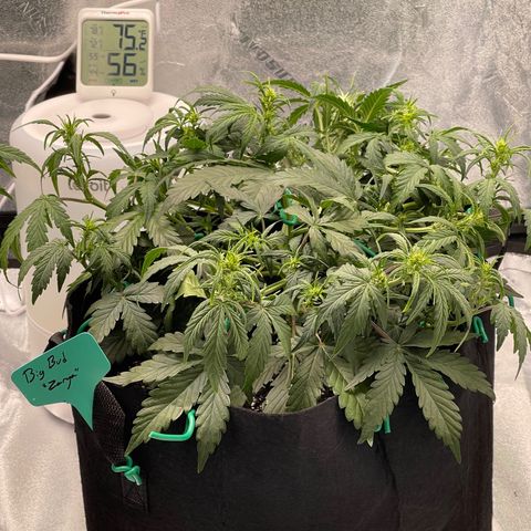 Zarya growlog timeline photo