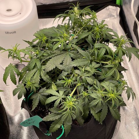 Zarya growlog timeline photo