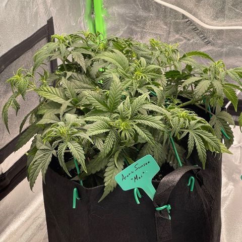 Mei growlog timeline photo