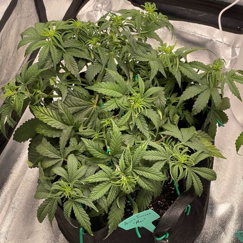 Mei growlog timeline photo