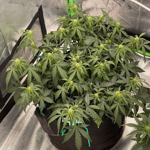 Zarya growlog timeline photo