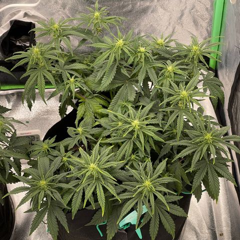 Mei growlog timeline photo