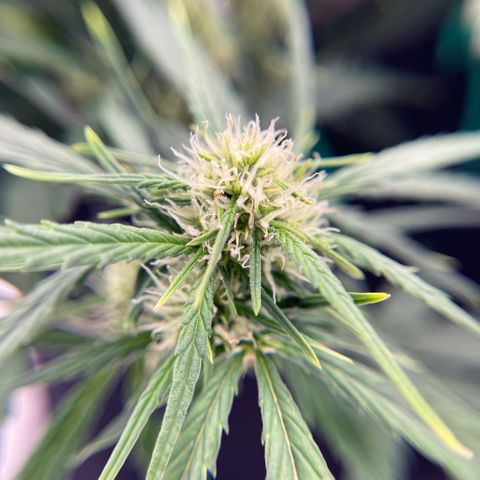 Zarya growlog timeline photo