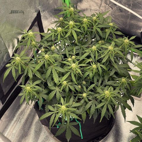 Zarya growlog timeline photo