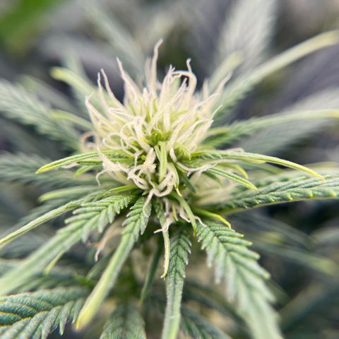 Mei growlog timeline photo