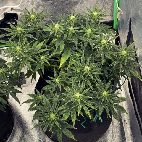 Mei growlog timeline photo