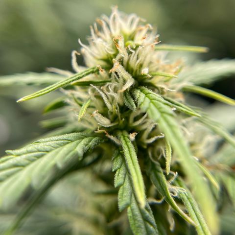 Zarya growlog timeline photo