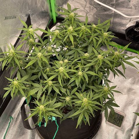 Zarya growlog timeline photo