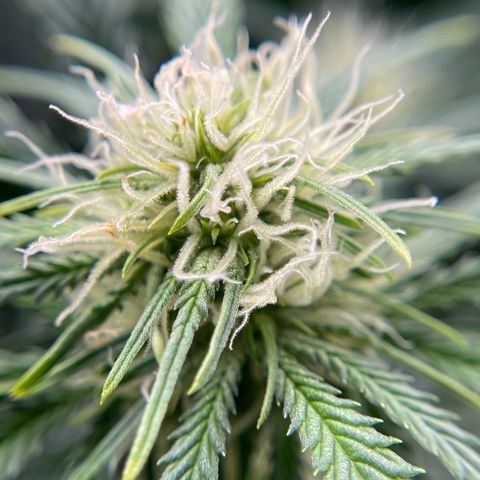 Mei growlog timeline photo