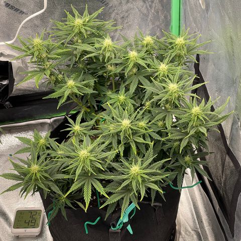 Mei growlog timeline photo
