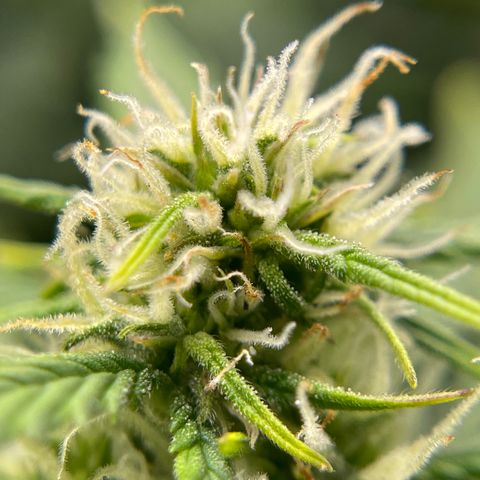 Zarya growlog timeline photo
