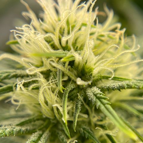 Mei growlog timeline photo