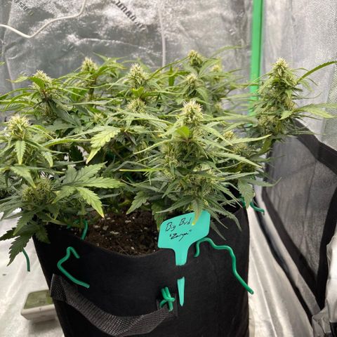 Zarya growlog timeline photo