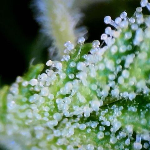 Mei growlog timeline photo