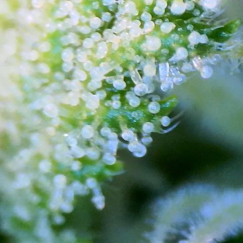 Mei growlog timeline photo