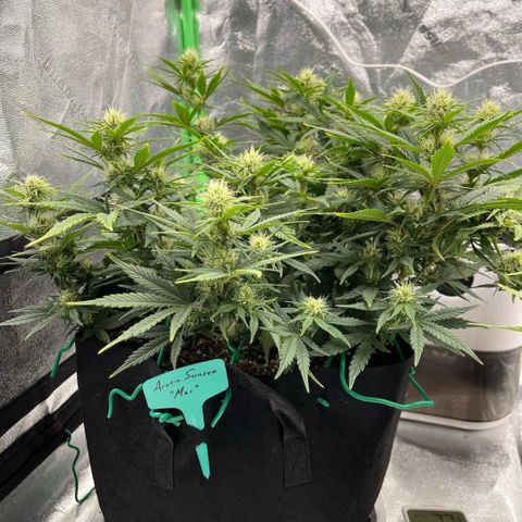 Mei growlog timeline photo