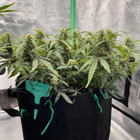 Zarya growlog timeline photo