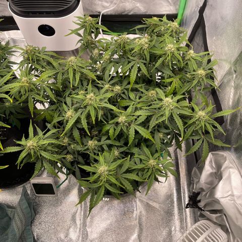 Zarya growlog timeline photo