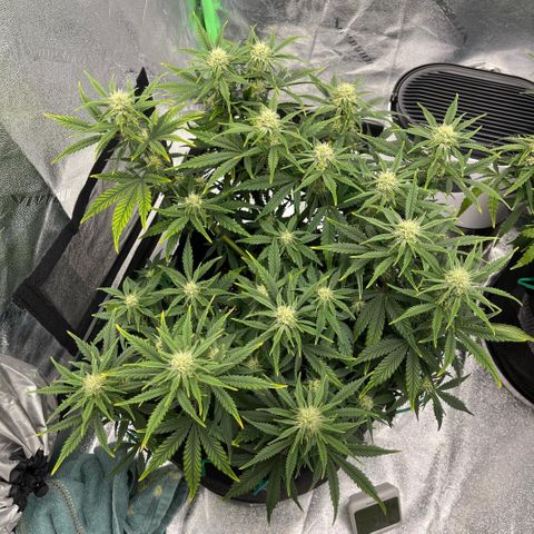Mei growlog timeline photo