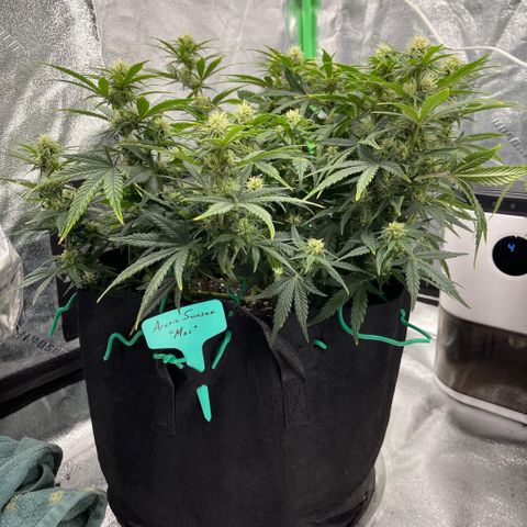 Mei growlog timeline photo