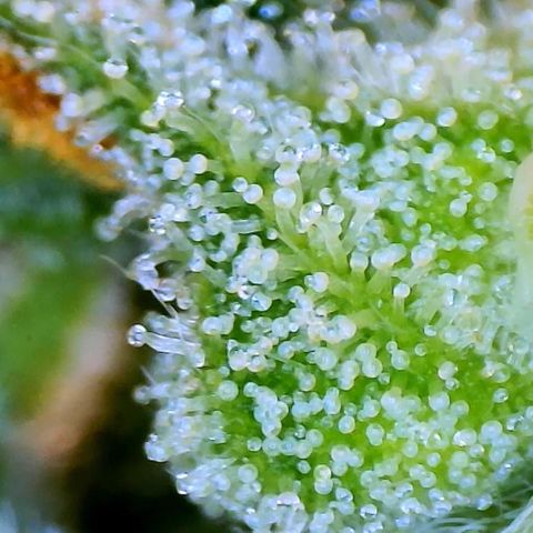 Mei growlog timeline photo