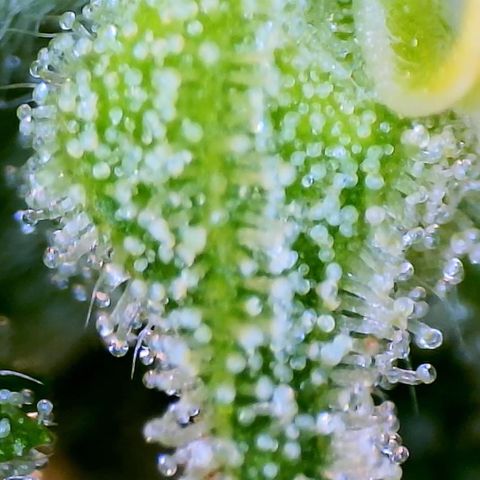Mei growlog timeline photo
